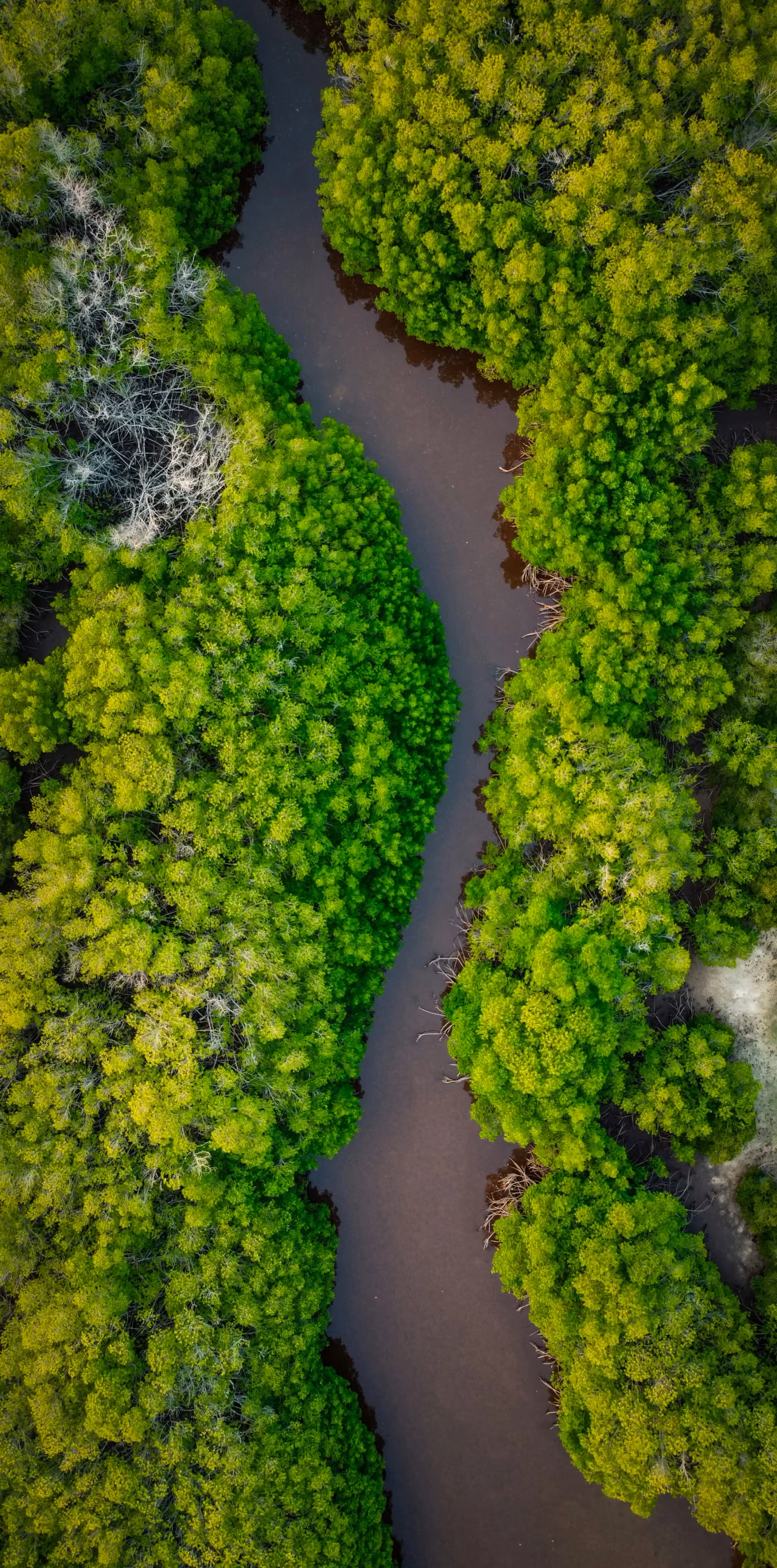 Illustrative aerial view of a coastal mangrove landscape